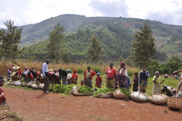 tea harvest, inspecting the crop