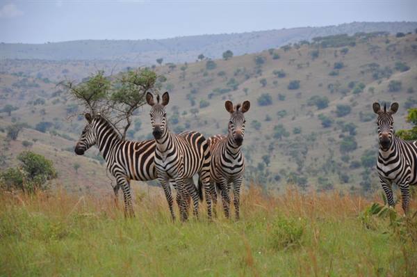 ... and the zebras couldn't be missing, Akagera NP