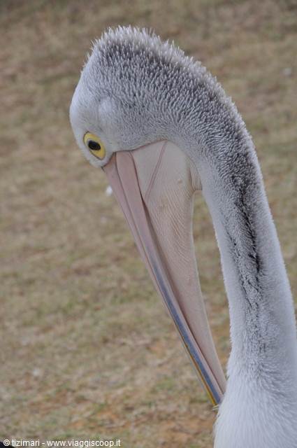 Kalbarri, the pelicans' meal