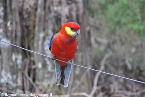 Red and yellow rosella parrot perched on a wire