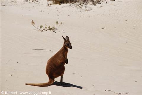Kangaroo on the beach