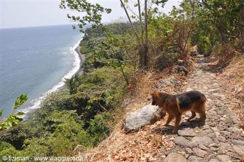 Shepherd dog on stone path above the coast, sea and green trees