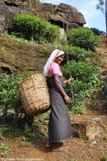 Tea picker