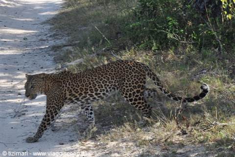 Yala, cheetah