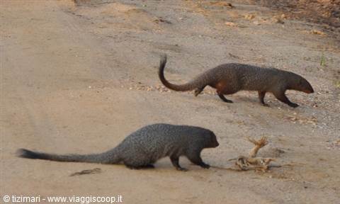 mongooses