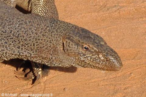 monitor lizard