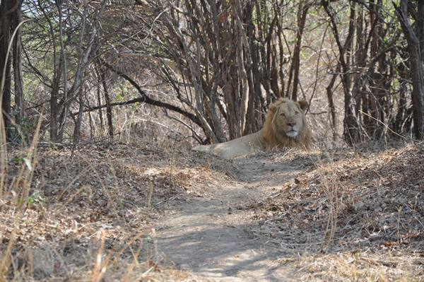 South Lwangwa National Park