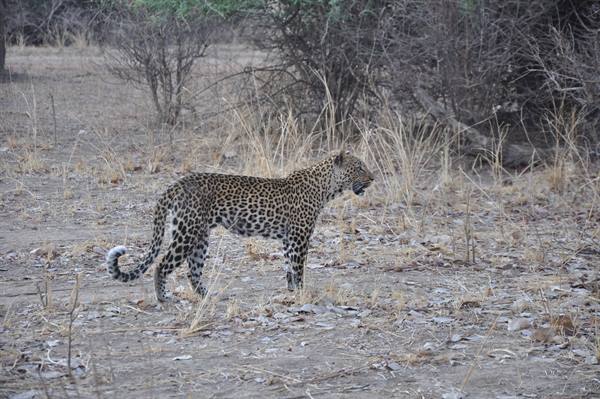 South Lwangwa National Park