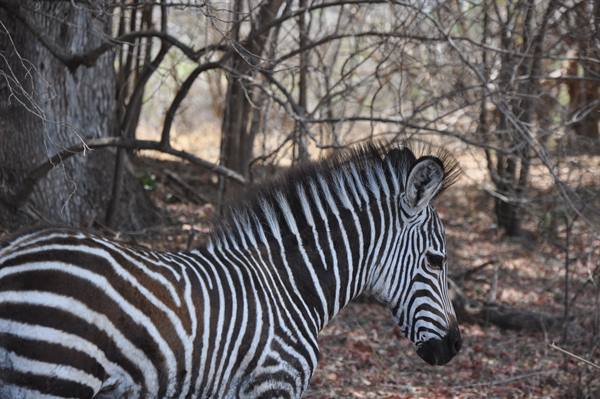 South Lwangwa National Park