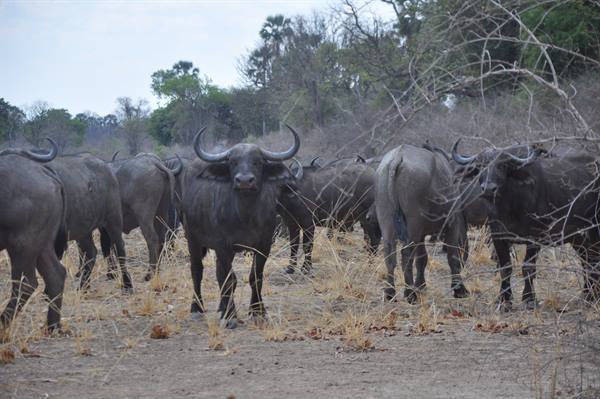 South Lwangwa National Park