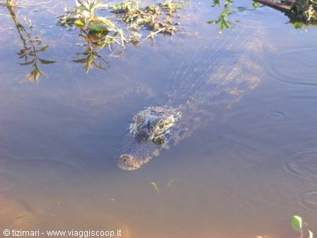 caiman