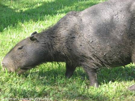 capybara (after the mud)