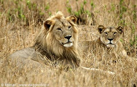 Male lion with mane and lioness resting among dry golden grass