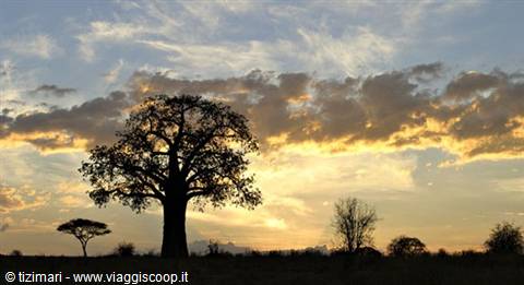 Baobab silhouetted on the savanna, golden sky with glowing clouds