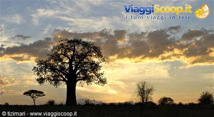 Baobab silhouetted on the savanna, golden sky with glowing clouds