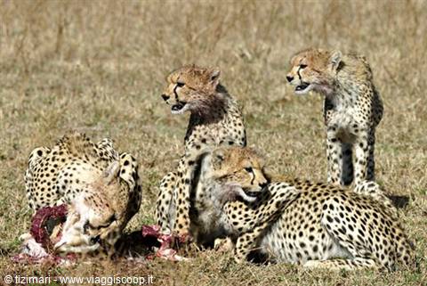 cheetahs