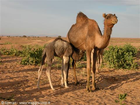 Camel nursing her calf on sandy desert ground among green shrubs