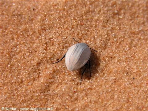 White beetle on golden sand, bright desert sunlight