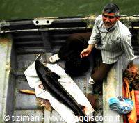 Sturgeon fishing