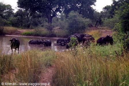 Cape buffaloes cooling off in a waterhole among tall dry grass