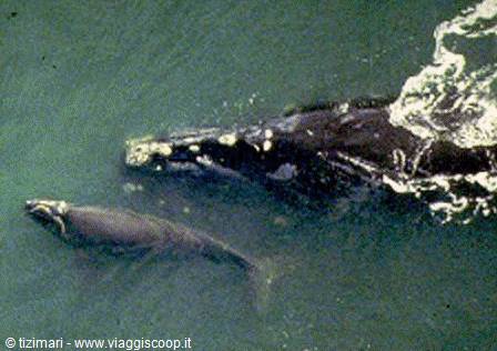 The whales of Hermanus