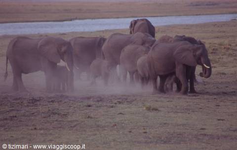 Herd of elephants with calves raising dust beside a lake