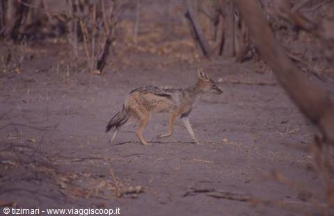 jackal