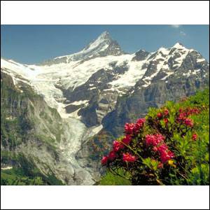 Blooming alpine roses before the glacier below the Schreckhorn, Bernese Alps