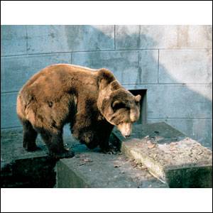 Bern bear