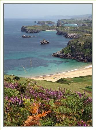 Sandy beach between green cliffs, ferns and purple flowers, turquoise sea