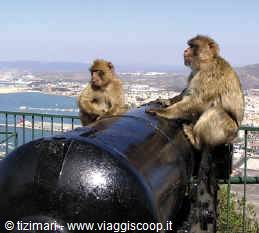 Two Gibraltar macaques sitting on a cannon above the harbour