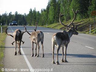 Reindeer