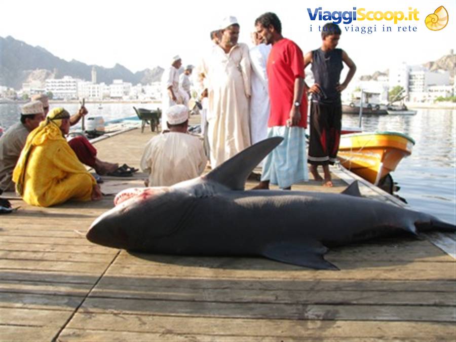 Muttrah, harbour and fish market