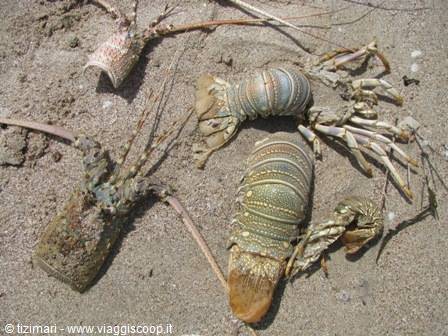 'beached' lobsters