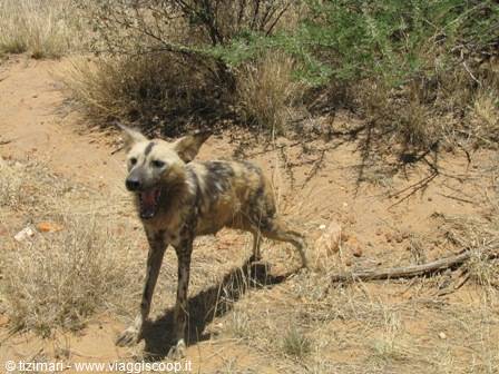 African wild dog