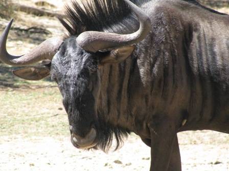 wildebeest