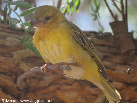 weaver bird (Solitaire)