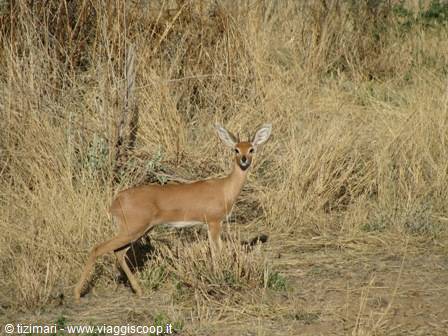 antelope