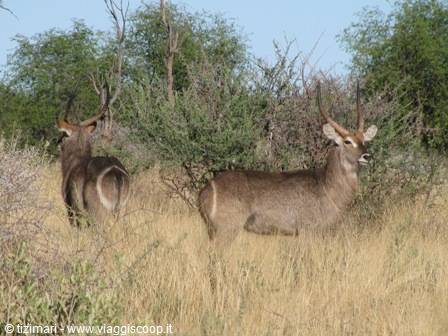 waterbuck or water antelope