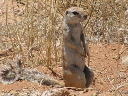 squirrel in the Namib Desert