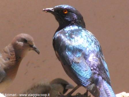starling at Solitaire