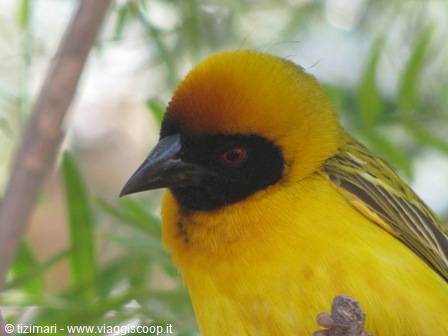 weaver sparrow at Solitaire