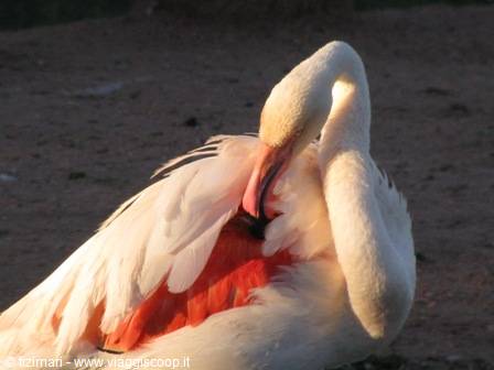 Mount Etjo - flamingos