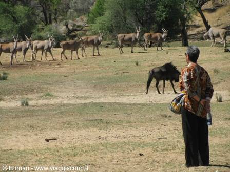 on foot in the Daan Viljoen Game Park
