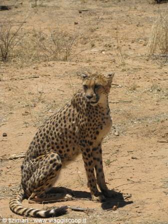 Na an ku se - cheetah