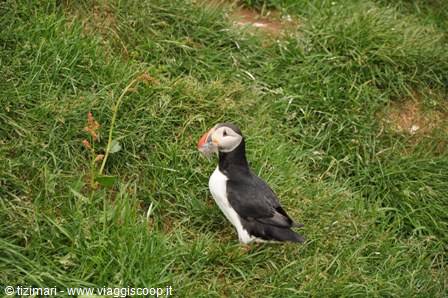 Puffin