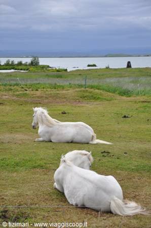 Mývatn