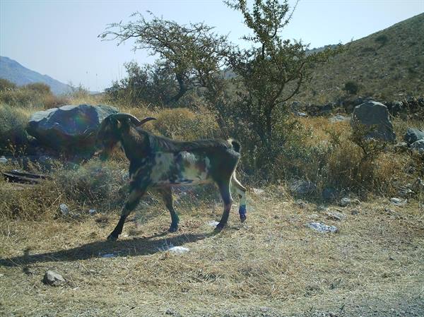 A spotted goat walks among dry shrubs and rocks in the sunlight