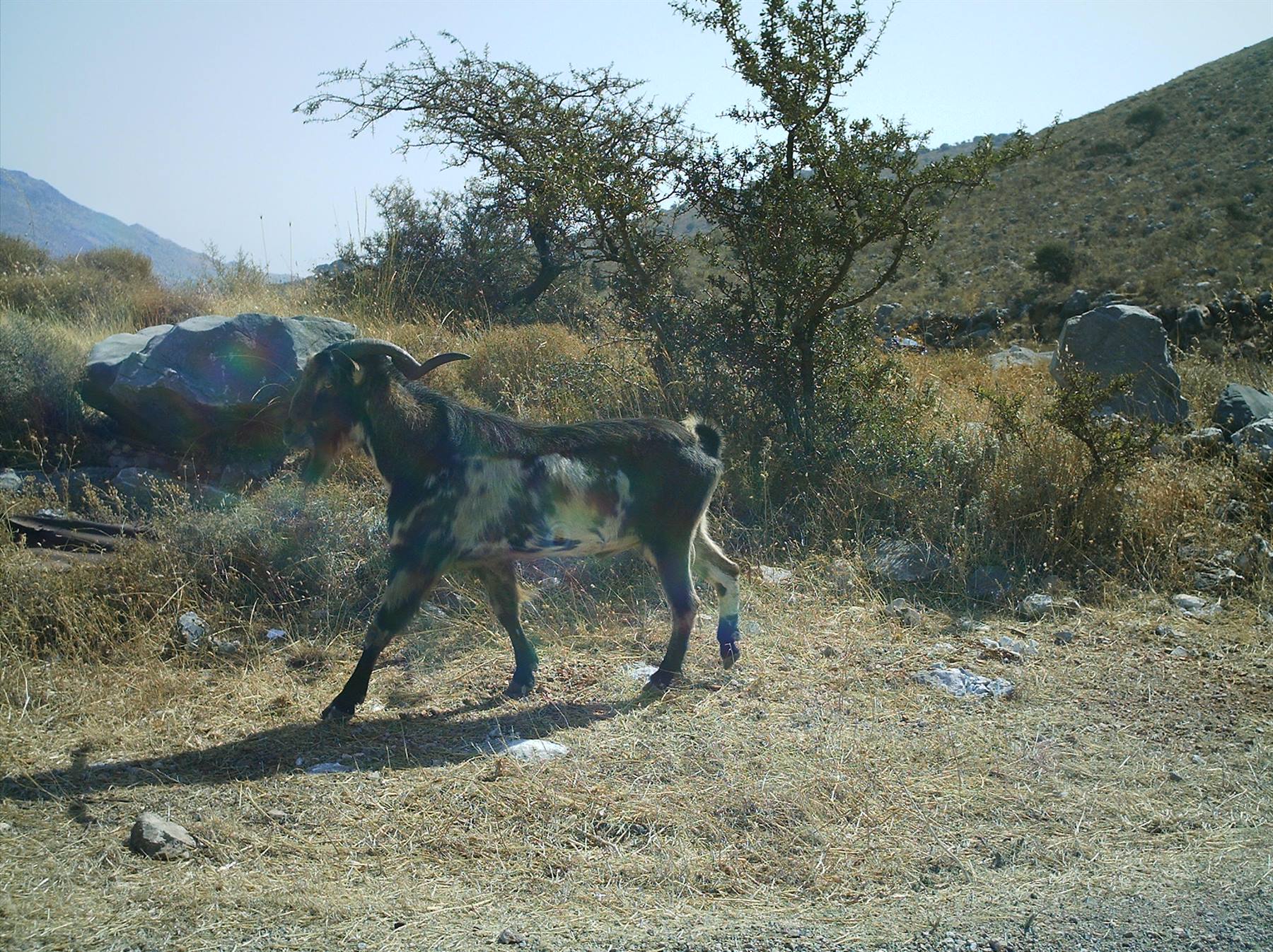 A spotted goat walks among dry shrubs and rocks in the sunlight