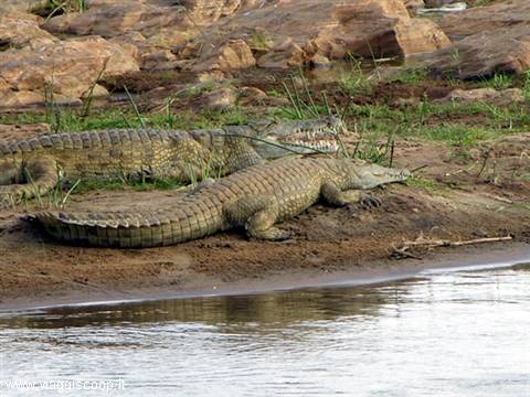 Tsavo east crocodiles waiting for prey